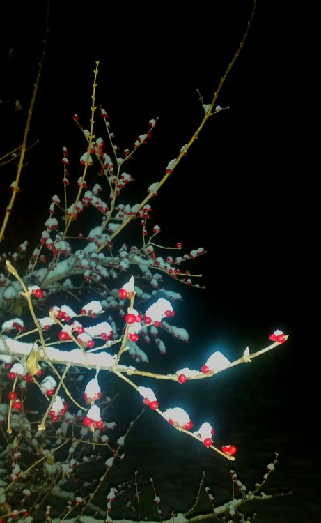 点击大图看下一张：小果雪花红