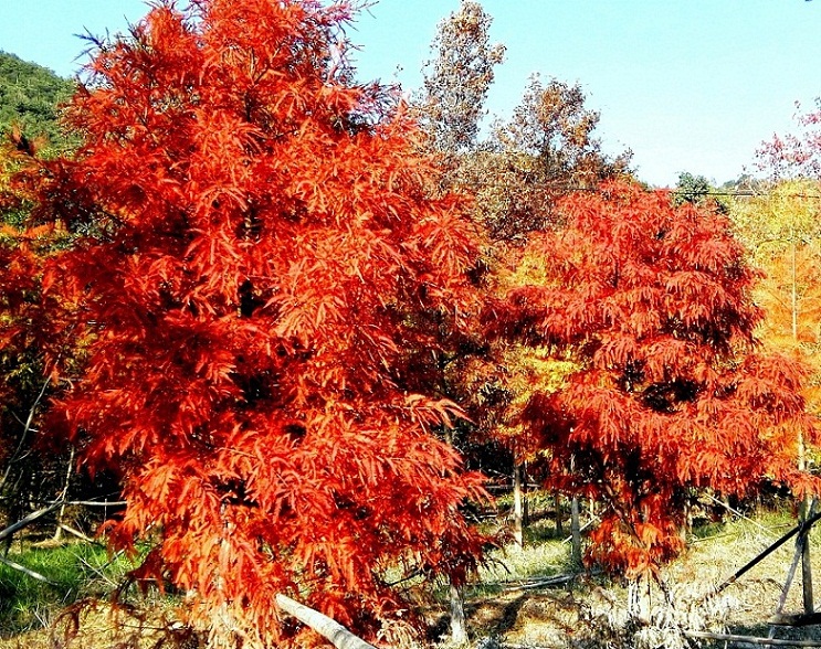 点击大图看下一张：火红的红树林