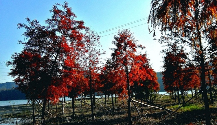 点击大图看下一张：火红的红树林