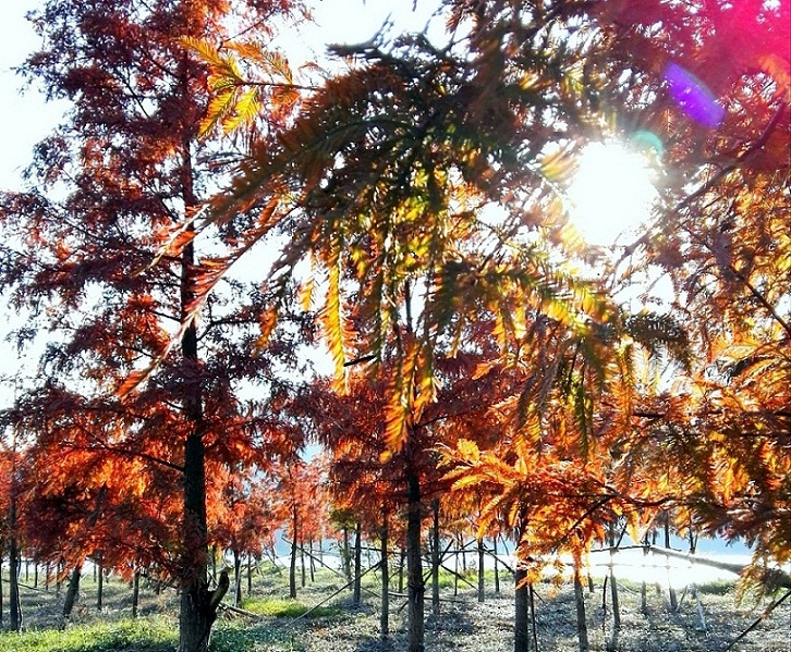 点击大图看下一张：火红的红树林