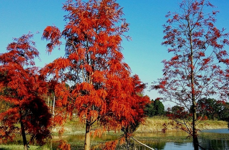 点击大图看下一张：火红的红树林