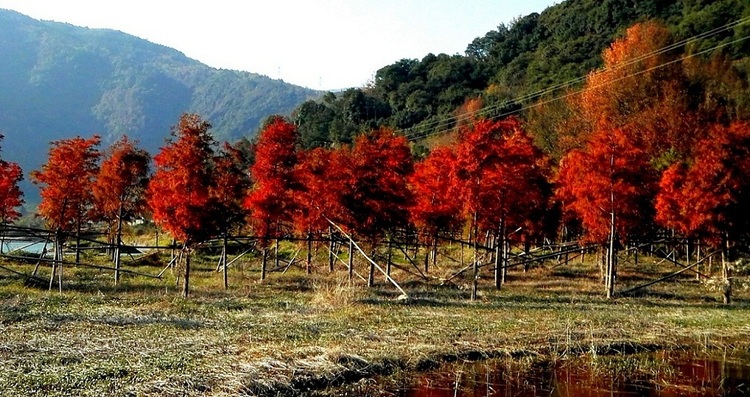 点击大图看下一张：火红的红树林