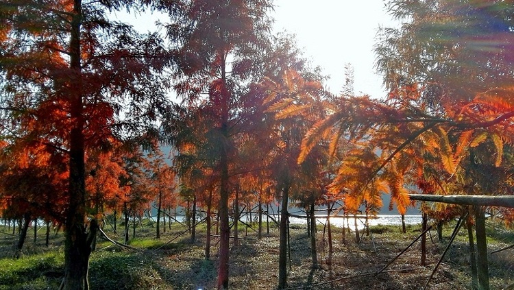 点击大图看下一张：火红的红树林