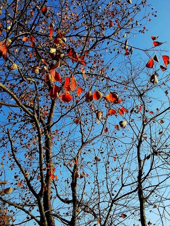 点击大图看下一张：火红的红树林