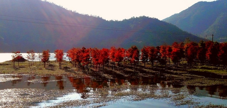 点击大图看下一张：火红的红树林