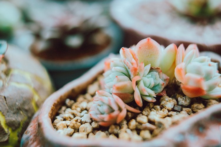 点击大图看下一张:无声的陪伴