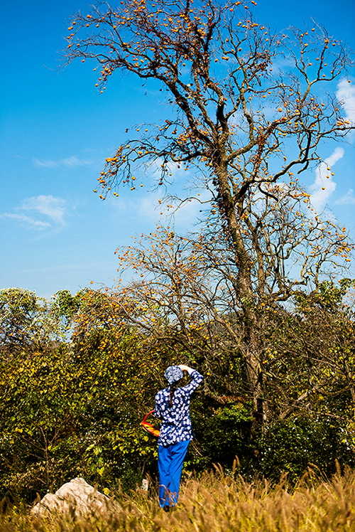 点击大图看下一张：柿红山乡醉秋光