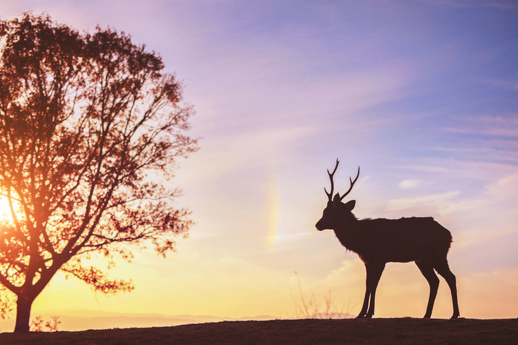 点击大图看下一张：奈良鹿的黄昏色谱
