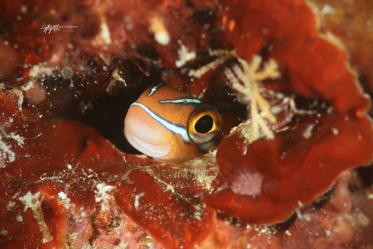 点击大图看下一张:马来西亚春节之旅