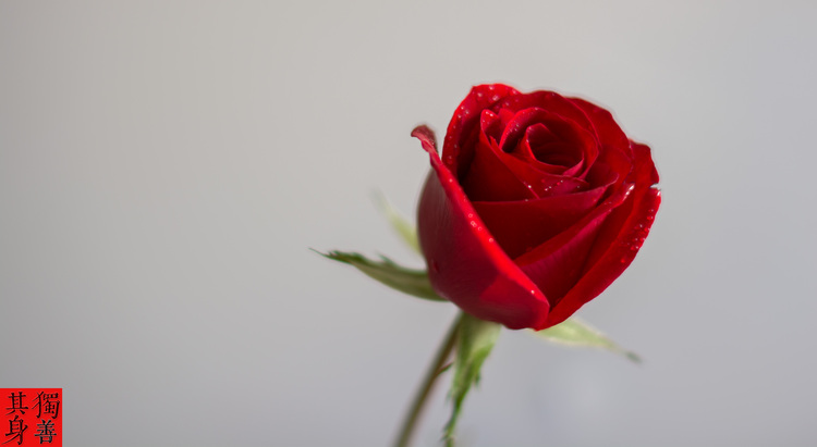 点击大图看下一张：玫瑰花和水滴