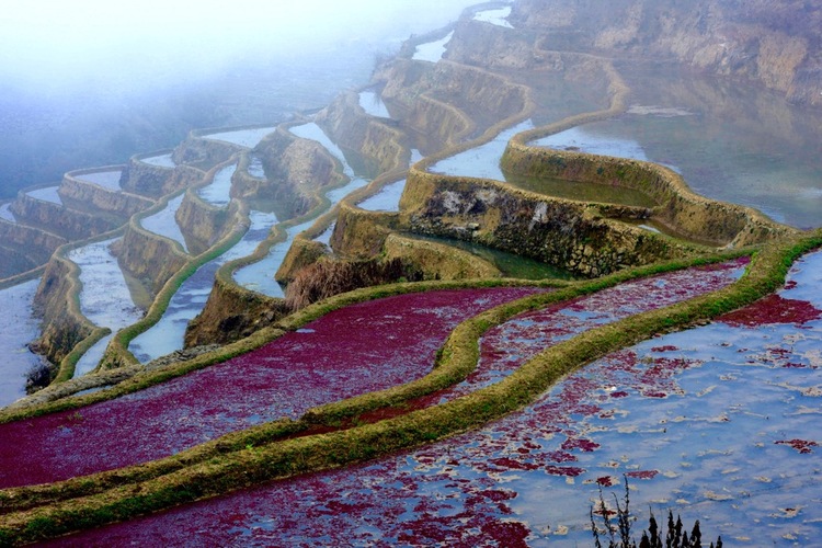 点击大图看下一张：彩云之南梯田胜景