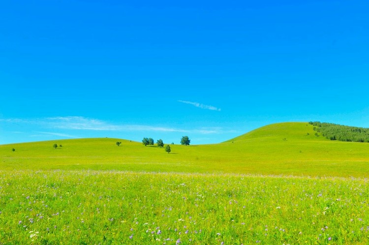 点击大图看下一张：乌兰布统草原之夏