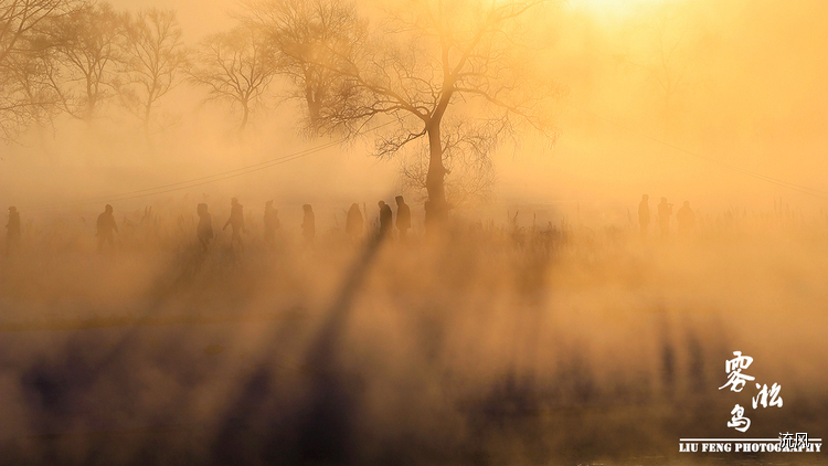 点击大图看下一张：雾凇岛的雾