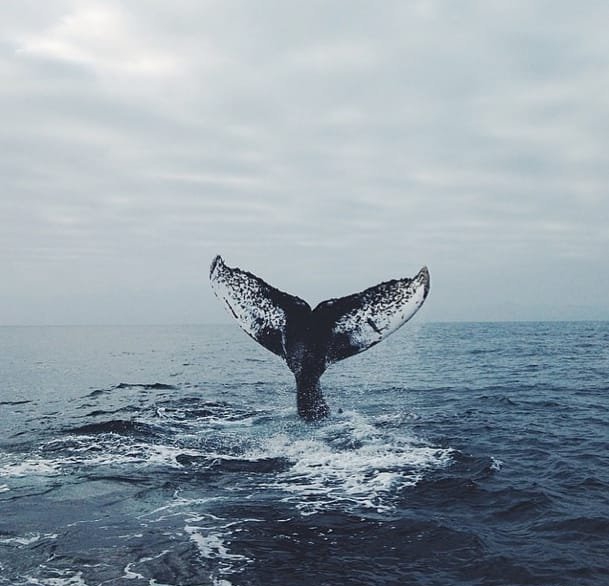 点击大图看下一张：海洋里可爱的小动物纹身黑灰色鲸鱼纹身图案