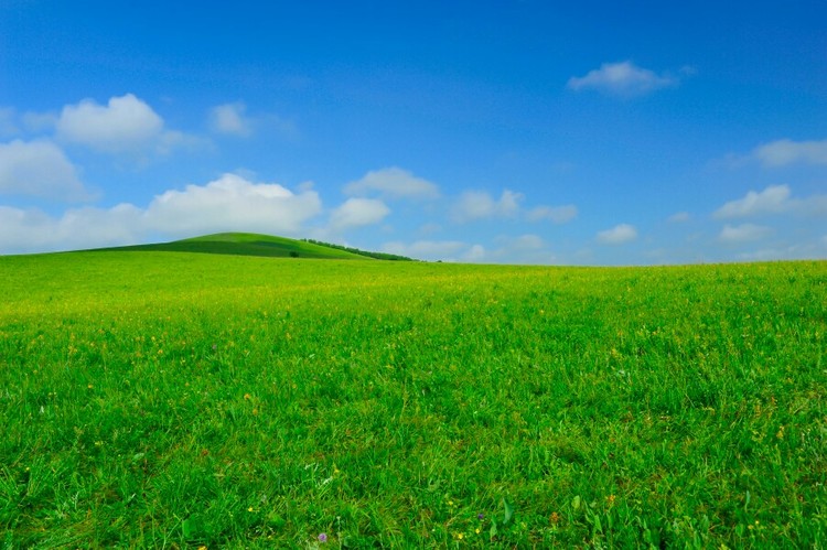点击大图看下一张：乌兰布统草原之夏