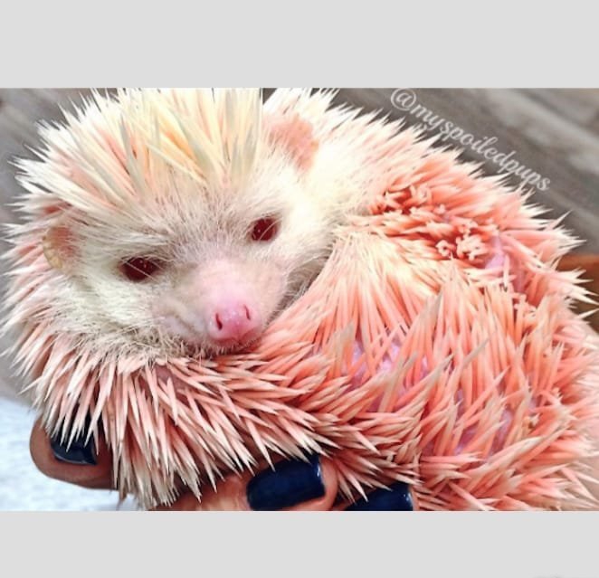 点击大图看下一张:14款风格各异的彩色纹身动物小刺猬纹身图案