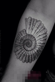 一组关于贝壳的彩绘简约线条文艺小清新纹身图案