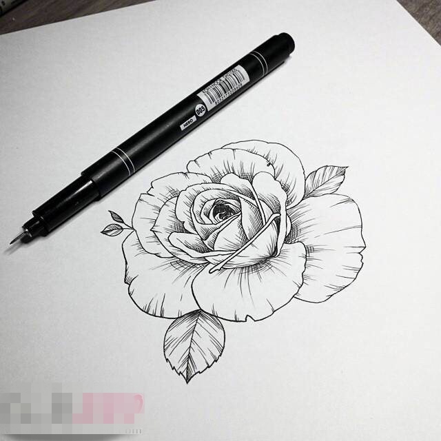 点击大图看下一张：唯美的黑色简单线条植物素材玫瑰纹身手稿