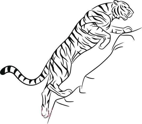 点击大图看下一张：黑色线条创意动物老虎纹身手稿