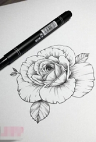 唯美的黑色简单线条植物素材玫瑰纹身手稿