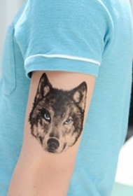男生手臂上黑色点刺凶残小动物狼纹身图片
