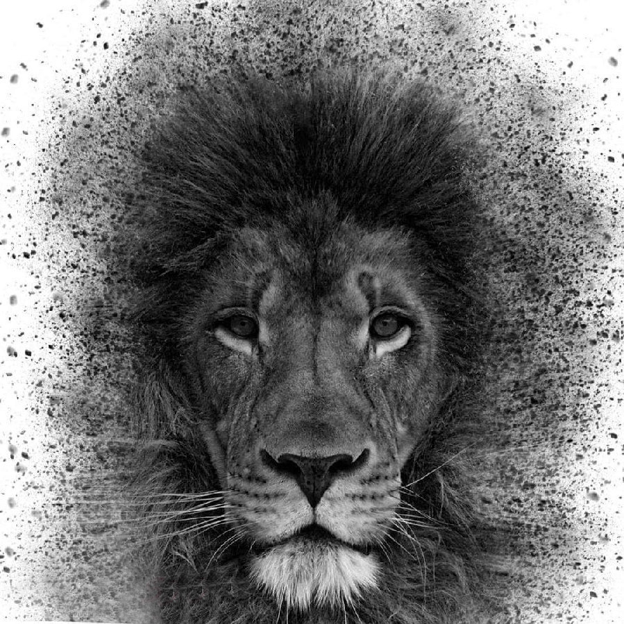 点击大图看下一张：霸气的黑色点刺小动物狮子纹身手稿