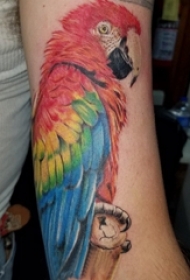 男生手臂上彩绘水彩素描创意鹦鹉纹身图片