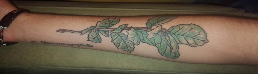 点击大图看下一张：男生手臂上彩绘渐变简单线条植物叶子纹身图片
