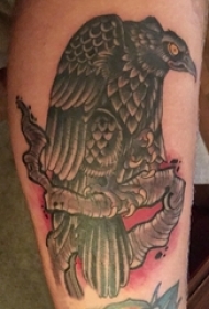 百乐动物纹身 男生小腿上彩色的秃鹰纹身图片