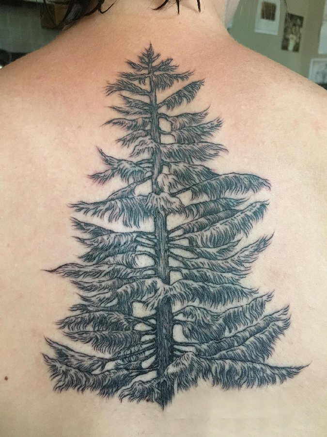 点击大图看下一张：松树纹身 男生后背上黑色的松树纹身图片