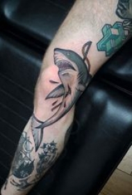 鲨鱼纹身 男生膝盖上彩绘纹身鲨鱼纹身图片