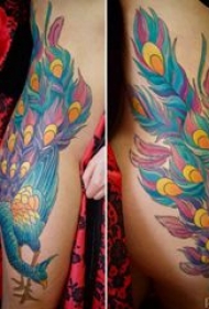孔雀毛纹身 女生腿部彩色的孔雀纹身图片