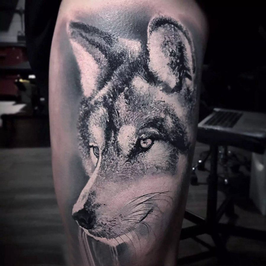 点击大图看下一张：狼纹身 男生小腿上狼纹身动物纹身图片