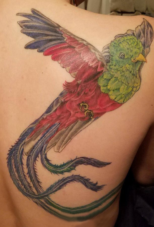 点击大图看下一张：纹身鸟 男生背部鸟纹身图片