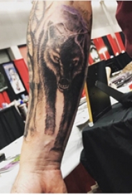 狼纹身 男生小臂上黑灰的狼纹身图片