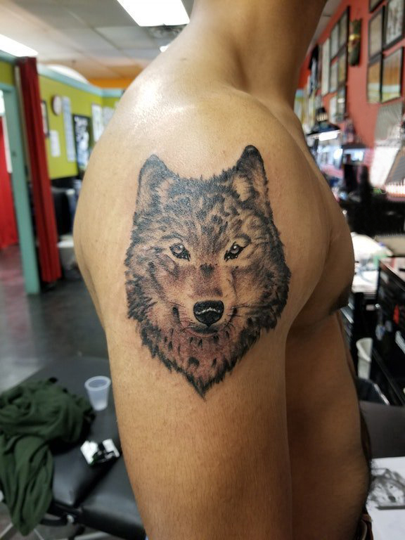 点击大图看下一张：滴血狼头纹身  男生大臂上素描的狼头纹身图片