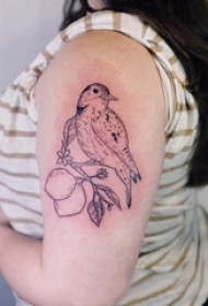 双大臂纹身 女生大臂上植物和小鸟纹身图片