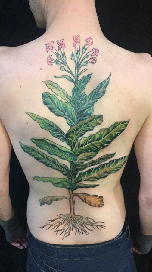 点击大图看下一张：植物纹身 女生后背上翠绿的植物纹身图片