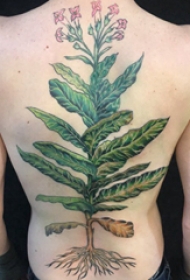植物纹身 女生后背上翠绿的植物纹身图片
