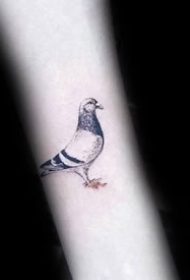 鸽子纹身   形式多变的鸽子纹身图案