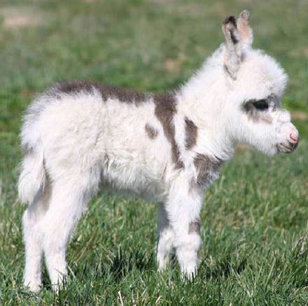 点击大图看下一张：“我有一只小毛驴 从来也不骑 ”特别可爱的驴宝宝