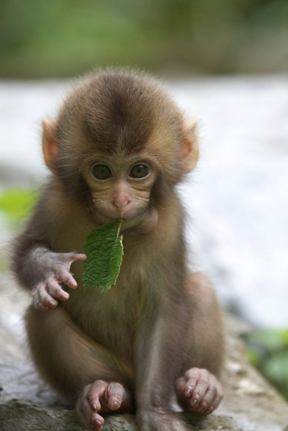 点击大图看下一张：精灵可爱的猴子图片