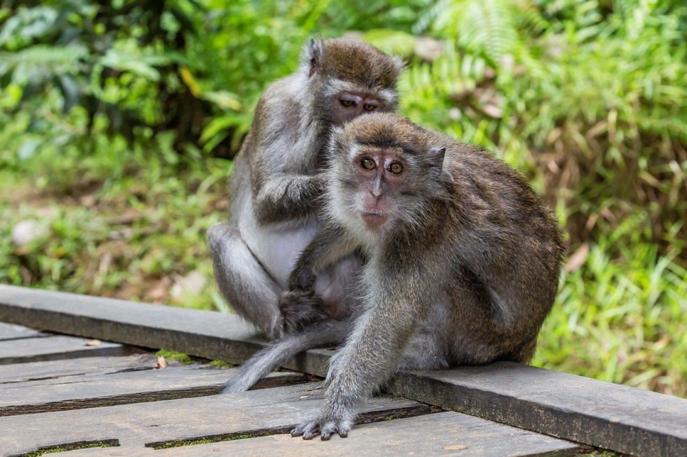 点击大图看下一张：精灵可爱的猴子图片