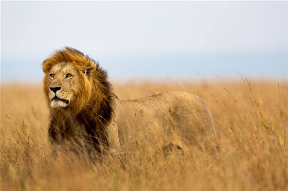 点击大图看下一张：森林之王狮子图片