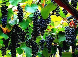 挂在树上的葡萄 看着也是一种享受
