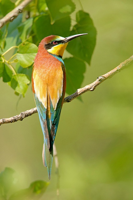 点击大图看下一张：站在树枝上各种颜色的鸟儿