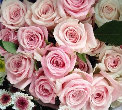 点击大图看下一张：少女心粉色玫瑰花图片