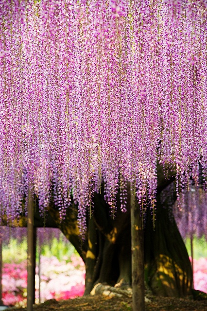 点击大图看下一张：一串串像葡萄的紫藤萝图片