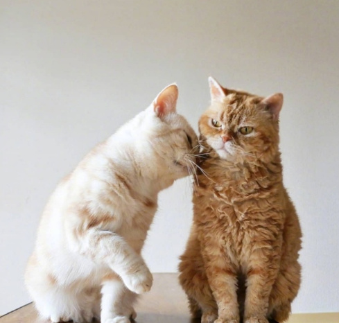 点击大图看下一张：两只情侣小猫的日常生活图集