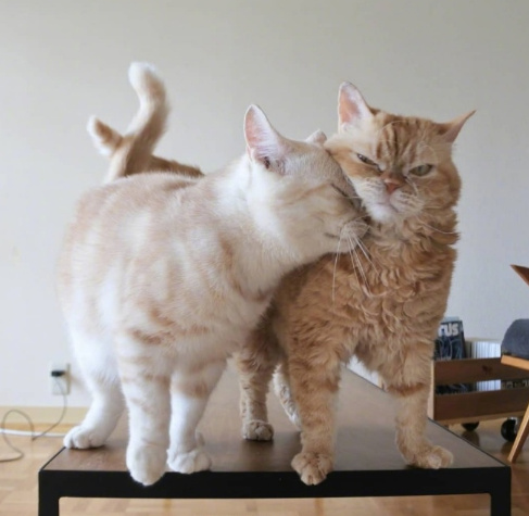 点击大图看下一张：两只情侣小猫的日常生活图集
